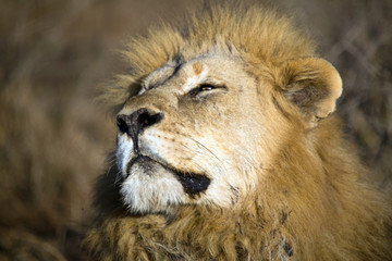 Close up of male lion with head tilted