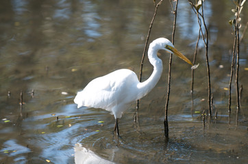 Great Egret