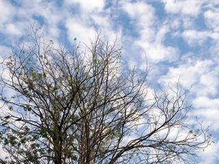 Autumn tree branches without leaves against with blue sky and white cloud