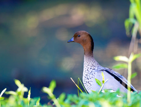 Pacific Black Duck