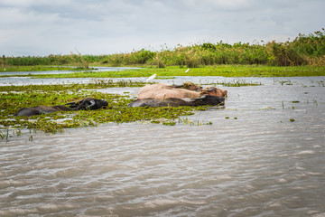 Water buffalo