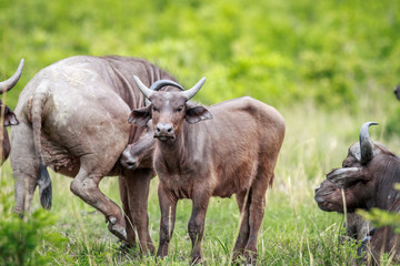 Young Cape buffalo starring at the camera.