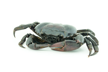 life purple crab on white
