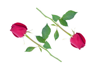 red rose Valentine on white background