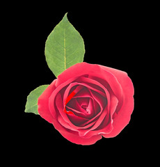 red rose isolated on Black background