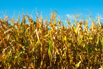 Corn field closeup with with blue background and gold plants.