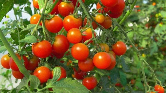 Ripe red cherry tomatoes hanging on a branch