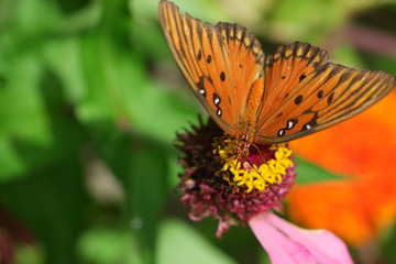 Gulf fritillary butterfly on dahlia 3