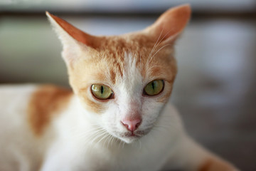 portrait of thai cat