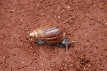 Brown Snail