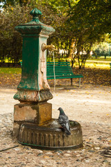 Italian drinking well in a park with water and pigeon.