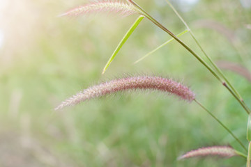 Grass flower on the meadow at sunlight nature background spring