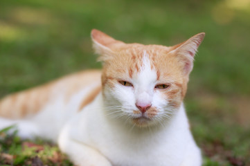 Obraz premium thai cat in park