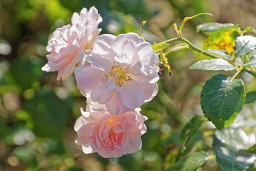 zart, (zweig mit zart rosa rosenblüten, nahaufnahme)