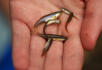 Shiny minnows in child's hand