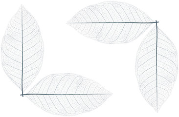 rectangle de nervures de feuilles mortes, fond blanc