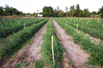 Fototapeta na wymiar Rows of tomato plants growing in garden