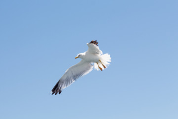 White seagull flying in the blue sky