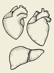 A set of human hearts