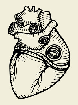 human heart sketch