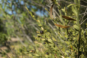 Foliage and fruits of Wild Jasmine, Jasminum fruticans. It is a species in the family Oleaceae native to the Mediterranean region. Photo taken in Ciudad Real Province, Spain