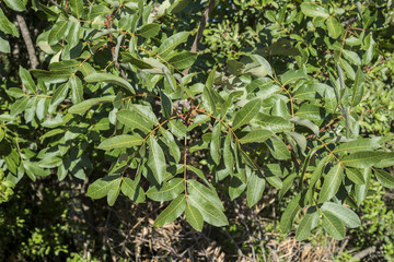 Foliage of Terebinth, Pistacia terebinthus. It is a species in the family Anacardiaceae native to the Mediterranean region. Photo taken in Ciudad Real Province, Spain