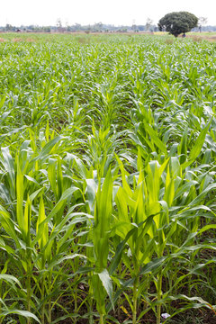 Corn crops with trees.