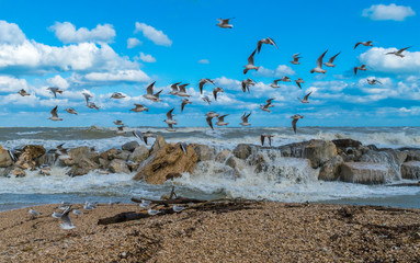 Ortona (Abruzzo, Italy) - The city on the Adriatic sea. Here the promenade of the harbor with seagulls