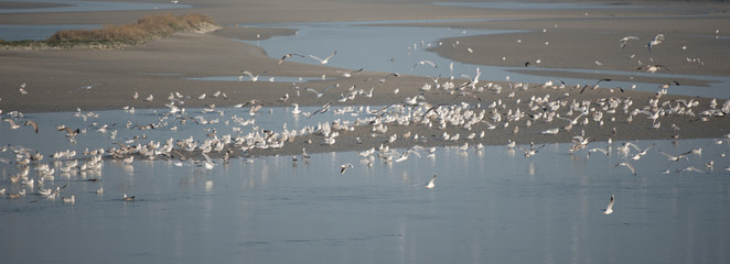 seabirds on the beach