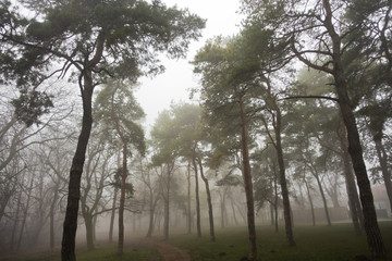 Obraz na płótnie Canvas Forest path at foggy autumn morning, Kosutnjak forest, Belgrade, Serbia