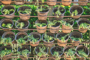 Plantation in small pots