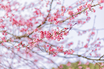 Obraz premium Beautiful Cherry Blossom or Sakura flower background, Soft focus
