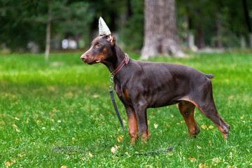 Puppy of a Dobermann terrier on walk in the park in the summer