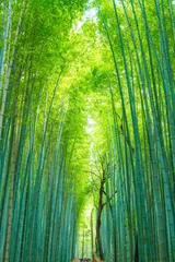 Foto op Plexiglas Limoengroen Pad naar bamboebos in Arashiyama in Kyoto.