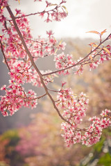 Sakura in thailand