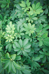 Green leaves