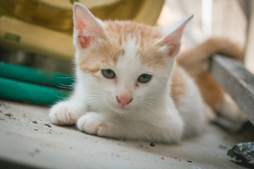 squat kitty
