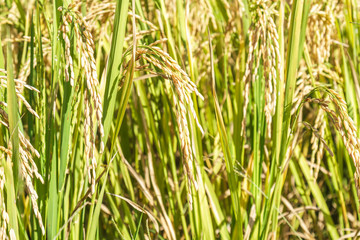 Paddy rice field close up grain seed at north Thailand.