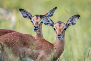 Two baby Impalas starring at the camera.