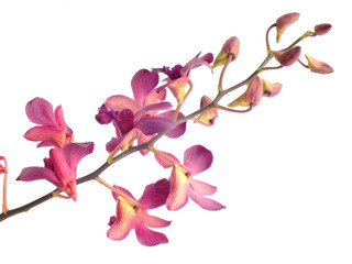 Fototapeta premium beautiful pink orchid flower bud isolated on white background