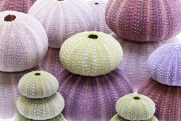 Group of sea shells of sea urchin ( Echinoidea)