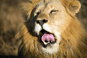 Naklejka na ściany i meble Close up of male lion yawning