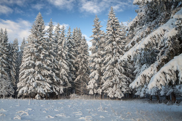 winter coniferous forest covered with snow in sunny day