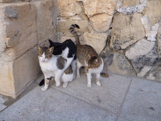 typical cat at the limasol castle stones