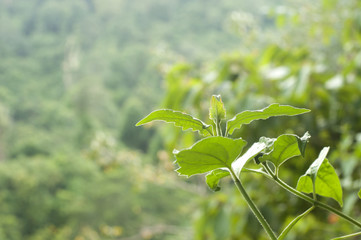 Plant shoot with tropical rainforest