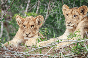 Two Lion cubs laying in the grass.