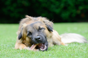 Dog eat bone on meadow