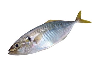 Pompano scad fish,Jack fish isolated on white background 