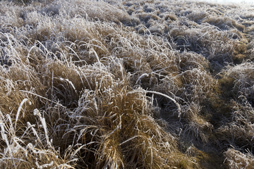 Fairytale snowy winter countryside with frosted icy Trees and Plants