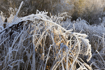 Fairytale snowy winter countryside with frosted icy Trees and Plants